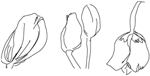 tulpen